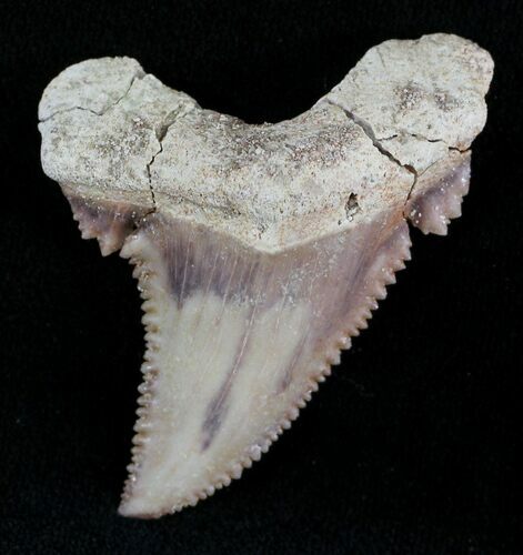 Beautiful Palaeocarcharodon Fossil Shark Tooth - #24497